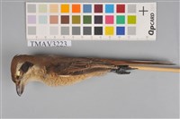 藏品(紅尾伯勞)的圖片